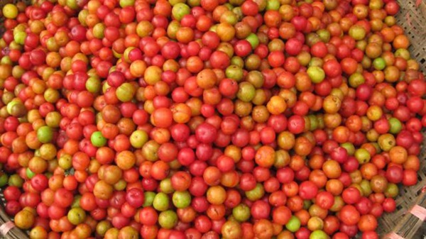 6 thứ quả chua m&ecirc; mẩn chị em 12