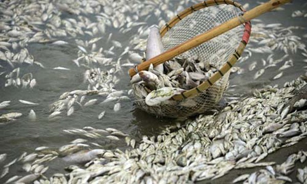 vớt cá vớt cá