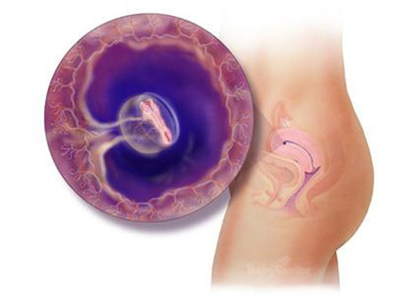 Sự phát triển của thai nhi trong bụng mẹ từ đầu đến cuối 4