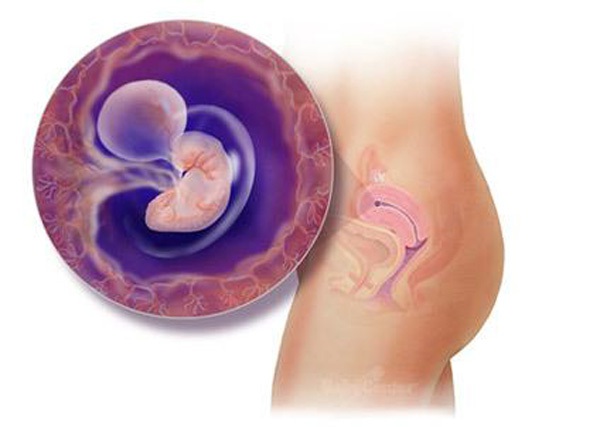 Sự phát triển của thai nhi trong bụng mẹ từ đầu đến cuối 5