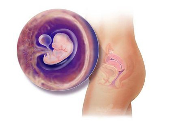 Sự phát triển của thai nhi trong bụng mẹ từ đầu đến cuối 6