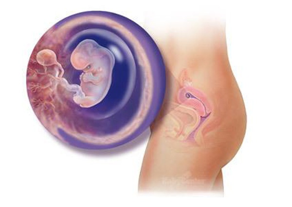 Sự phát triển của thai nhi trong bụng mẹ từ đầu đến cuối 7