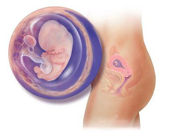Sự phát triển của thai nhi trong bụng mẹ từ đầu đến cuối 8