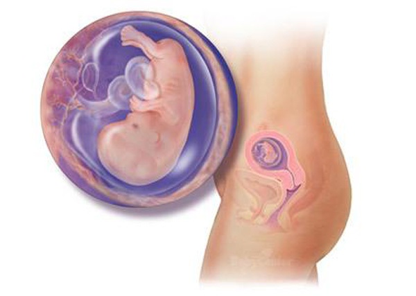 Sự phát triển của thai nhi trong bụng mẹ từ đầu đến cuối 11