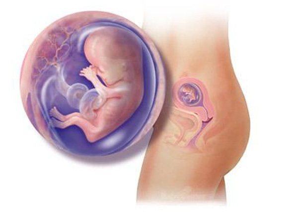 Sự phát triển của thai nhi trong bụng mẹ từ đầu đến cuối 12