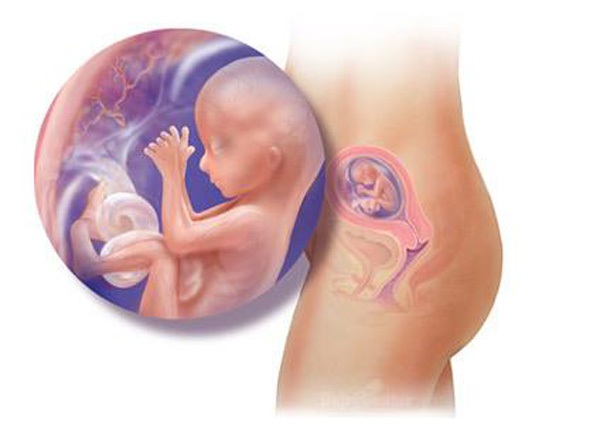 Sự phát triển của thai nhi trong bụng mẹ từ đầu đến cuối 15