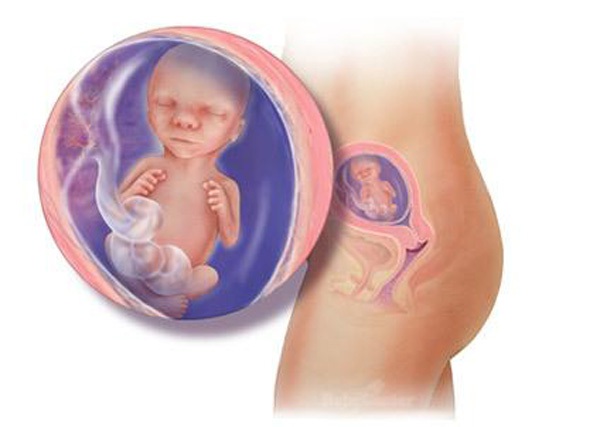 Sự phát triển của thai nhi trong bụng mẹ từ đầu đến cuối 16