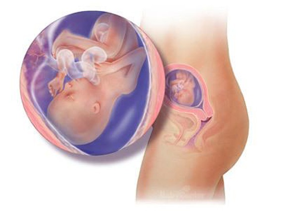 Sự phát triển của thai nhi trong bụng mẹ từ đầu đến cuối 17