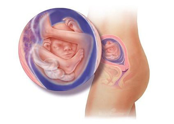 Sự phát triển của thai nhi trong bụng mẹ từ đầu đến cuối 18