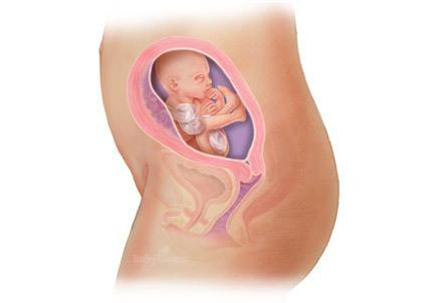 Sự phát triển của thai nhi trong bụng mẹ từ đầu đến cuối 20