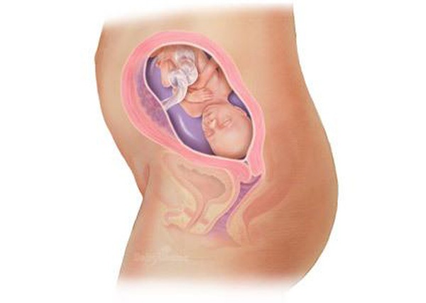 Sự phát triển của thai nhi trong bụng mẹ từ đầu đến cuối 21
