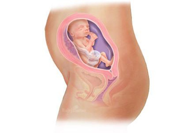 Sự phát triển của thai nhi trong bụng mẹ từ đầu đến cuối 22
