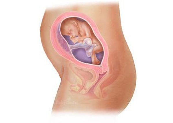 Sự phát triển của thai nhi trong bụng mẹ từ đầu đến cuối 23