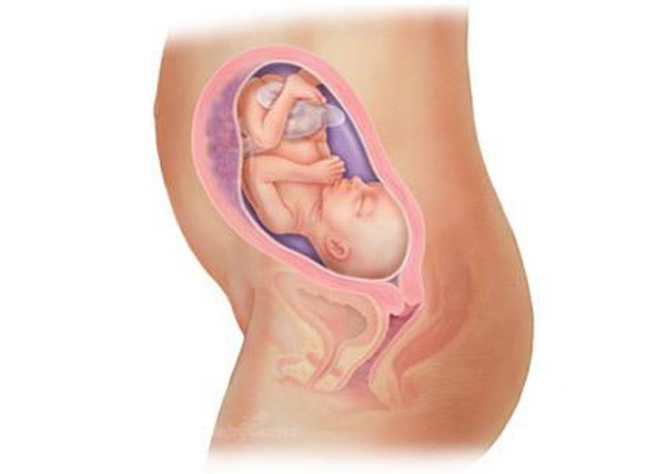 Sự phát triển của thai nhi trong bụng mẹ từ đầu đến cuối 24