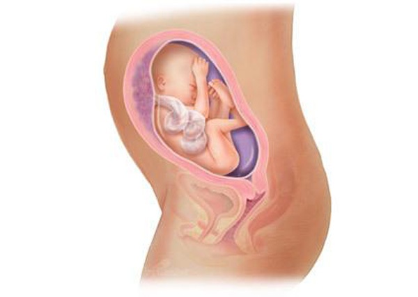 Sự phát triển của thai nhi trong bụng mẹ từ đầu đến cuối 25
