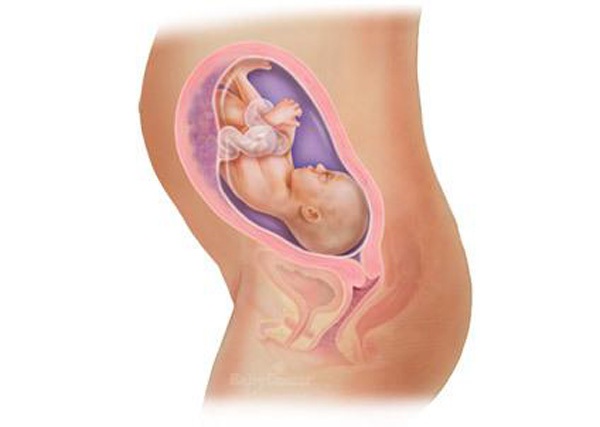 Sự phát triển của thai nhi trong bụng mẹ từ đầu đến cuối 27