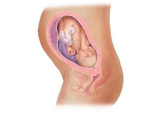 Sự phát triển của thai nhi trong bụng mẹ từ đầu đến cuối 28