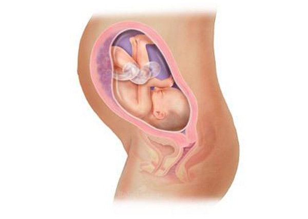 Sự phát triển của thai nhi trong bụng mẹ từ đầu đến cuối 29