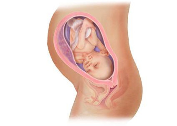 Sự phát triển của thai nhi trong bụng mẹ từ đầu đến cuối 30