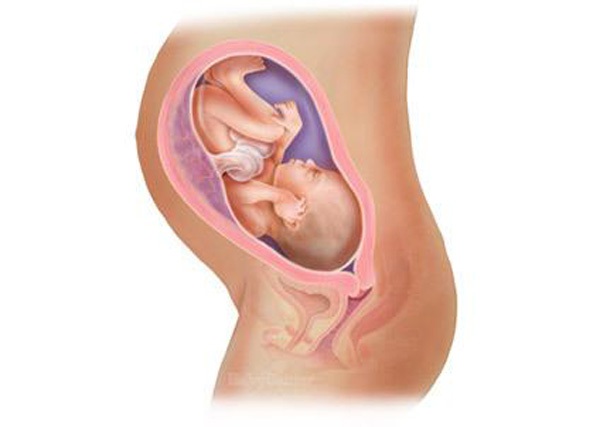 Sự phát triển của thai nhi trong bụng mẹ từ đầu đến cuối 31