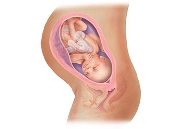 Sự phát triển của thai nhi trong bụng mẹ từ đầu đến cuối 33