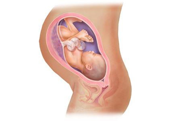 Sự phát triển của thai nhi trong bụng mẹ từ đầu đến cuối 35