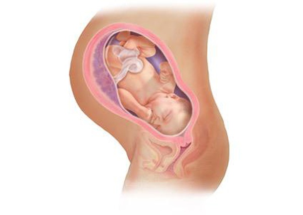 Sự phát triển của thai nhi trong bụng mẹ từ đầu đến cuối 37