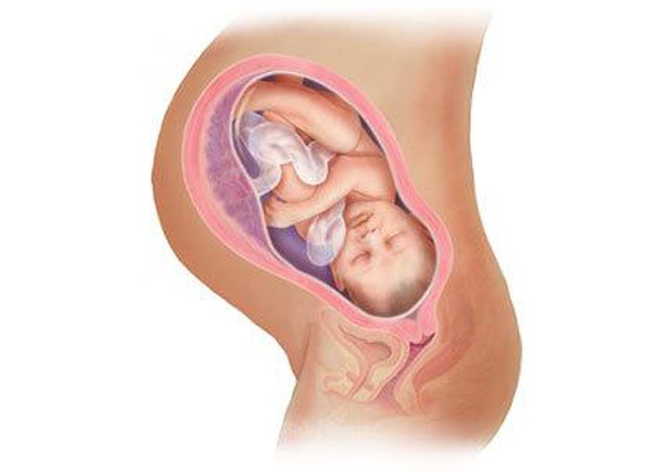 Sự phát triển của thai nhi trong bụng mẹ từ đầu đến cuối 38