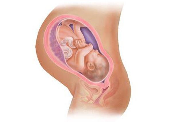 Sự phát triển của thai nhi trong bụng mẹ từ đầu đến cuối 39