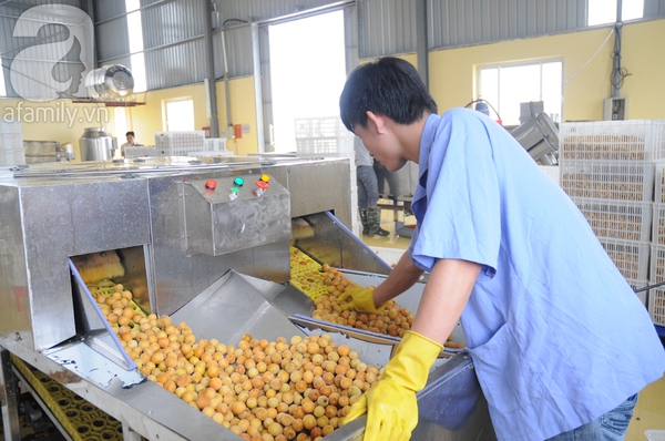 Cận cảnh quy trình làm mứt, ô mai Tết của một gia đình trên phố cổ 5 Cận cảnh quy trình làm mứt, ô mai Tết của một gia đình trên phố cổ 5