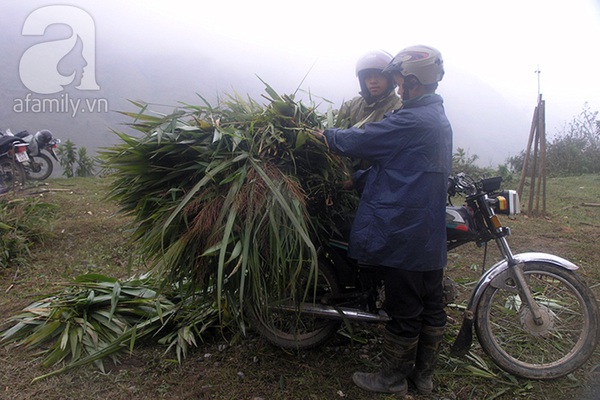 Người dân Sa Pa ăn ngủ tại lán bảo vệ trâu trong rét buốt 4