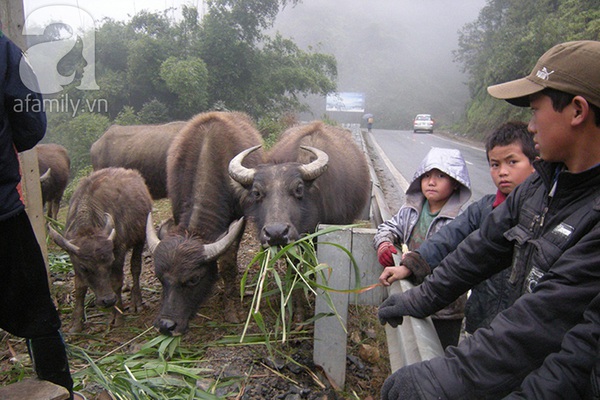 Người dân Sa Pa ăn ngủ tại lán bảo vệ trâu trong rét buốt 5