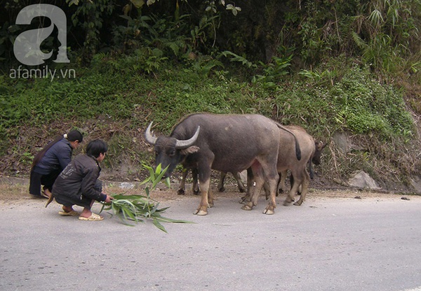 Người dân Sa Pa ăn ngủ tại lán bảo vệ trâu trong rét buốt 6