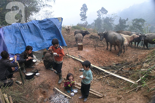 Người dân Sa Pa ăn ngủ tại lán bảo vệ trâu trong rét buốt 9