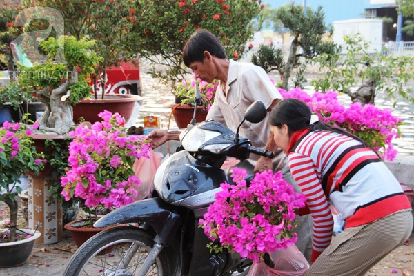 TPHCM: Chợ cây cảnh bên bến Bình Đông đã bắt đầu nhộn nhịp 14