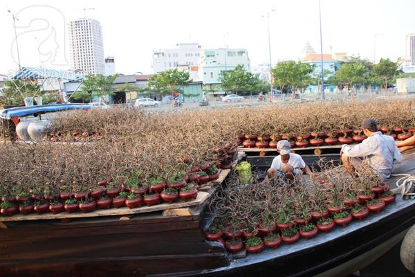 TPHCM: Chợ cây cảnh bên bến Bình Đông đã bắt đầu nhộn nhịp 16