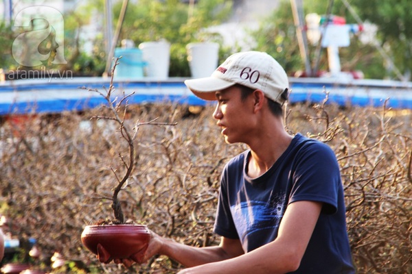 TPHCM: Chợ cây cảnh bên bến Bình Đông đã bắt đầu nhộn nhịp 5