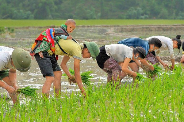 Ông bố Việt Nam 9