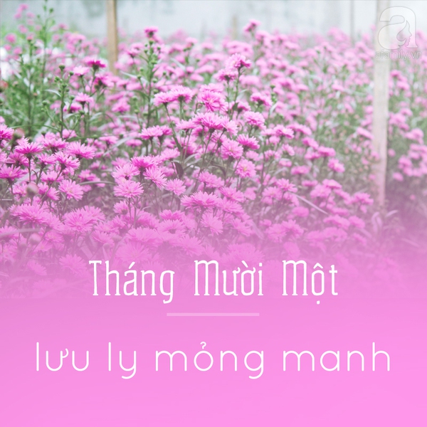 mùa hoa hà nội