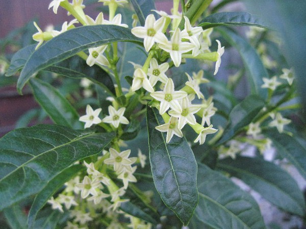 dạ hương dạ hương