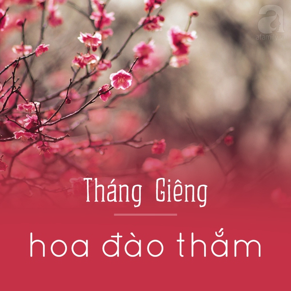 mùa hoa hà nội