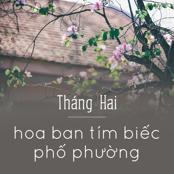 mùa hoa hà nội