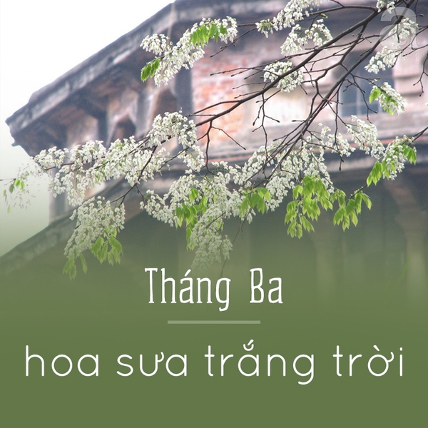 mùa hoa hà nội