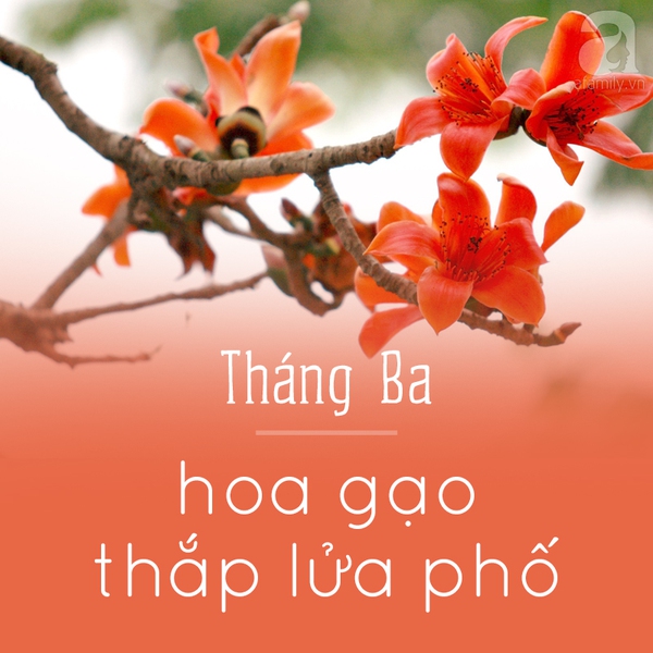 mùa hoa hà nội