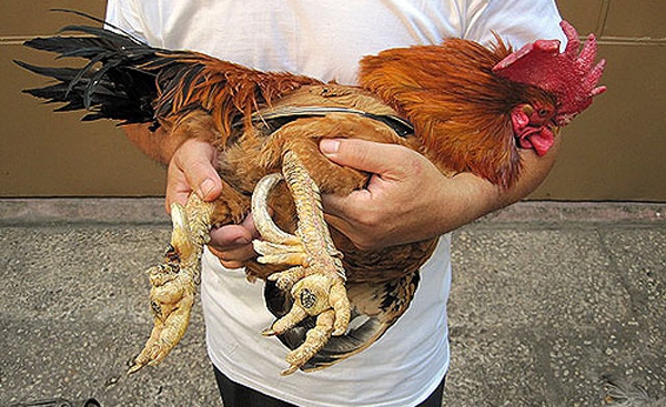 chín cựa chín cựa