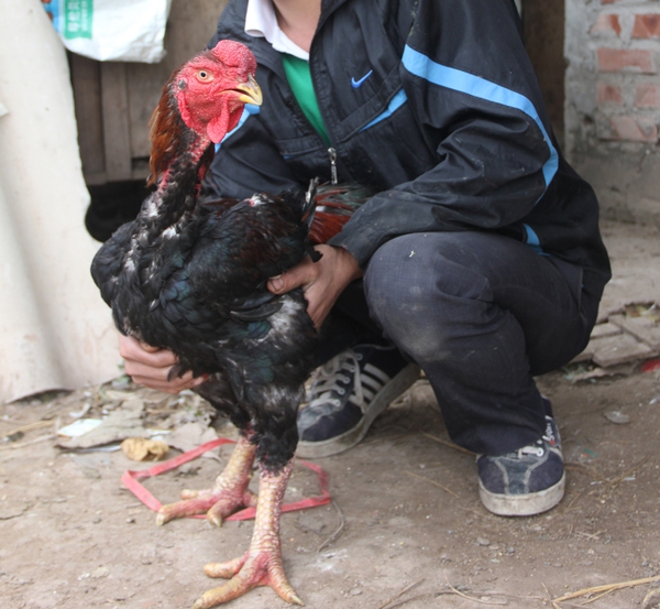 gà hồ gà hồ