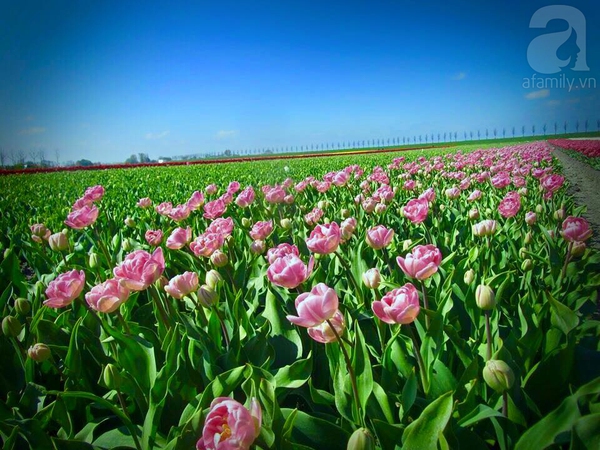 Lạc bước vào chốn thần thiên với những cánh đồng hoa tulip ngút ...