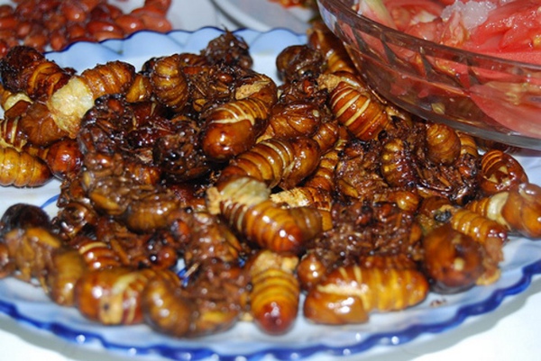 ve sầu