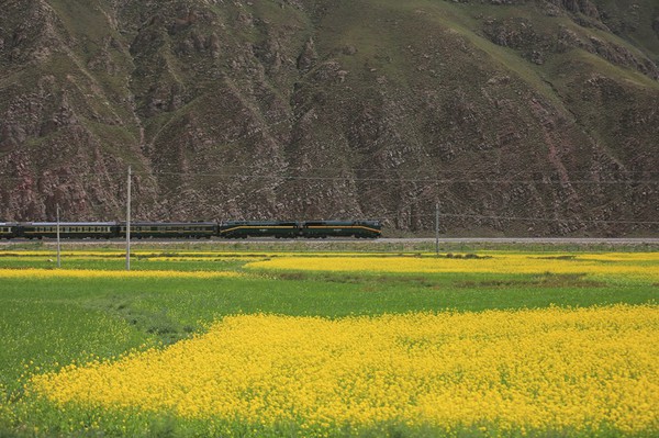 lhasa