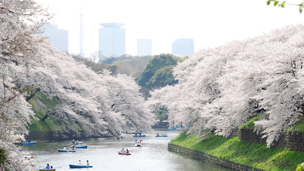 Yoyogi 